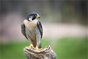 Shaheen